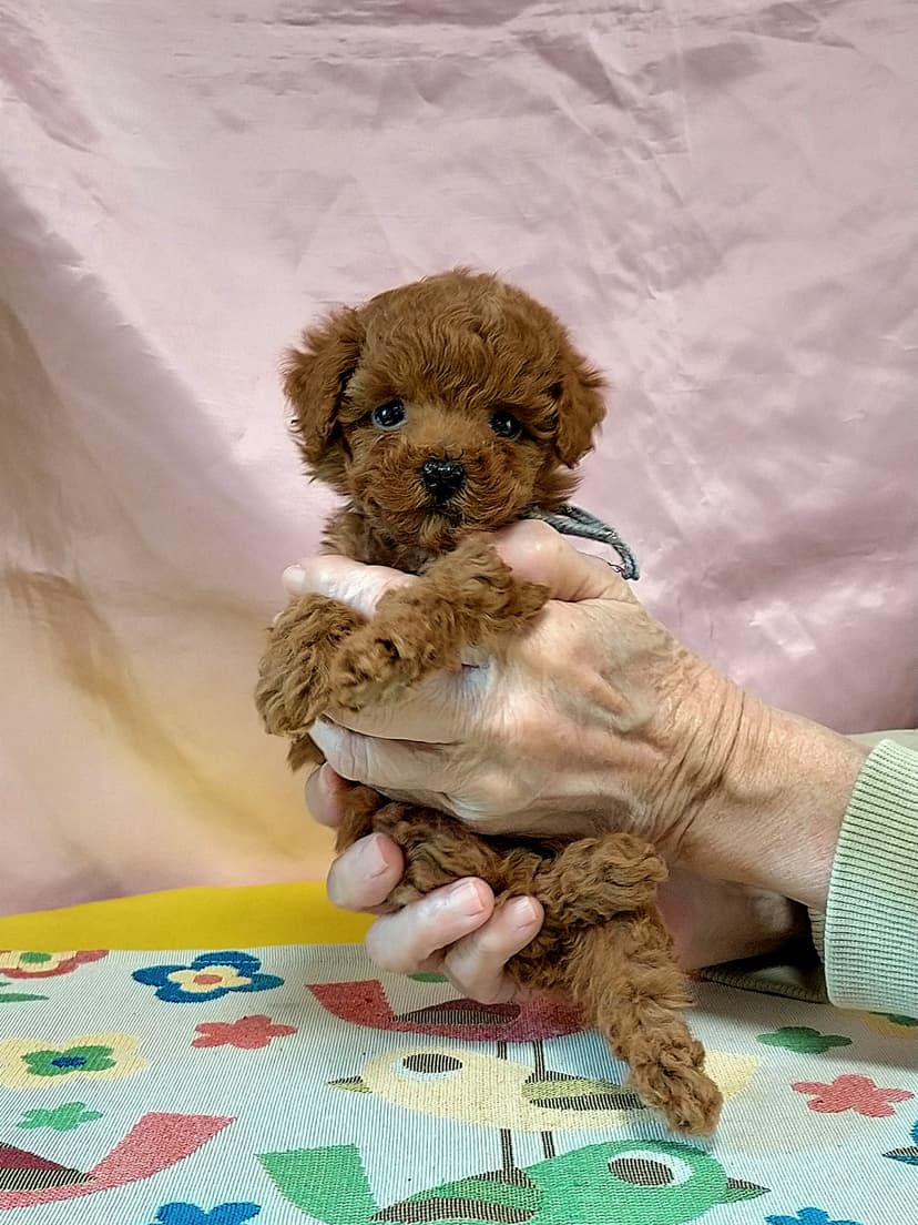 P263 (まだらリボン）